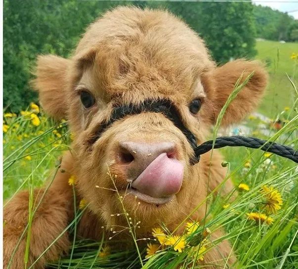 这对夫妻养了一大群小牛画风怎么可以这么可爱