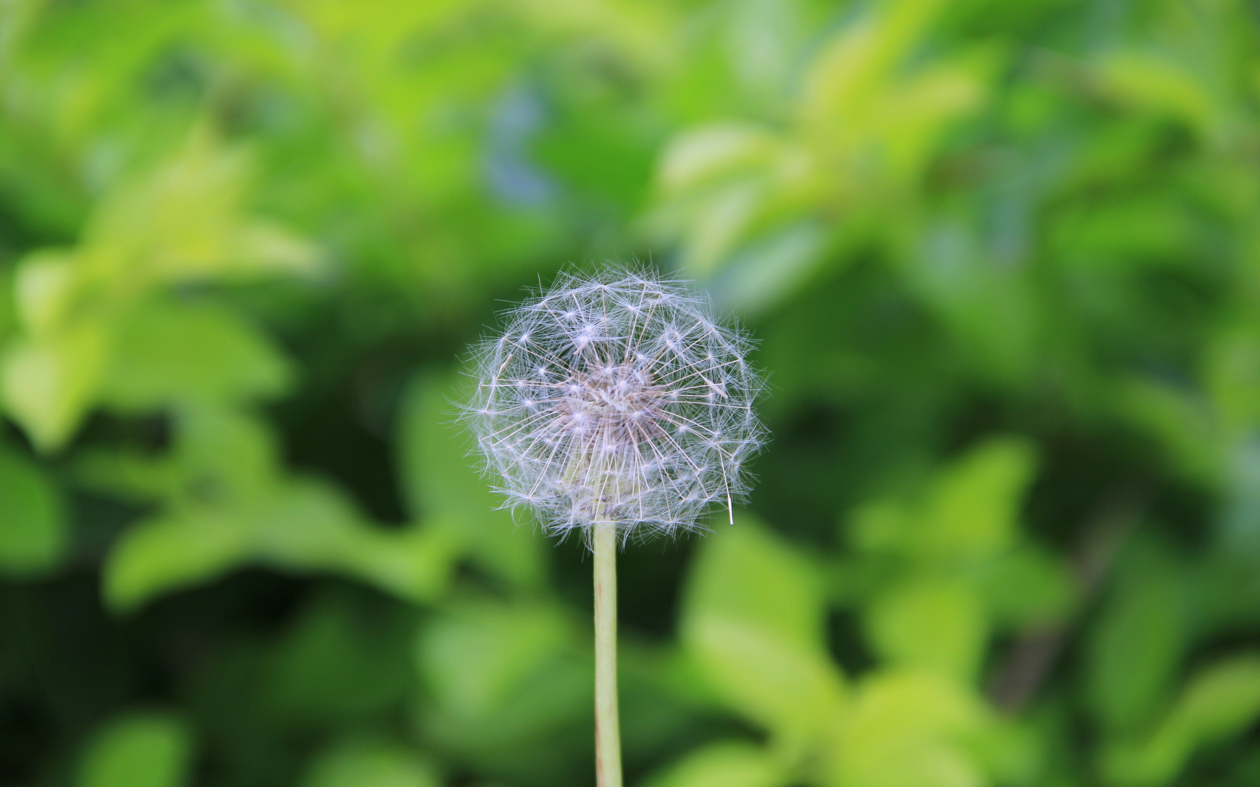 绿色系护眼高清壁纸