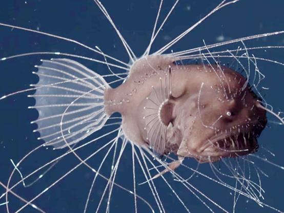 深海灯笼鱼的繁衍:雄鱼直接寄生雌鱼!血肉相融吸收到只剩精囊!