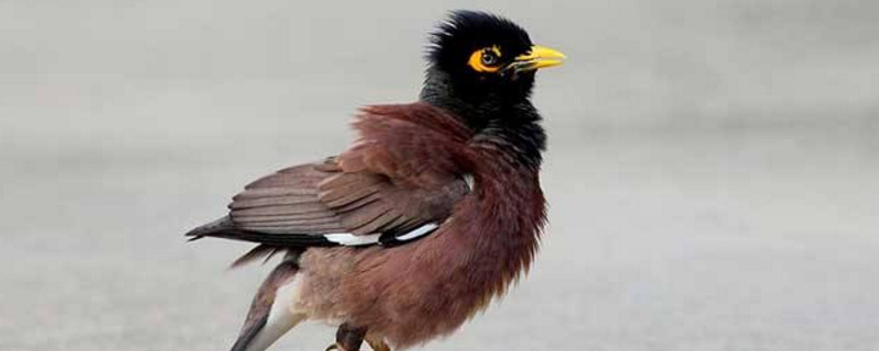 八哥鸟对主人忠诚吗 —【宠物圈】