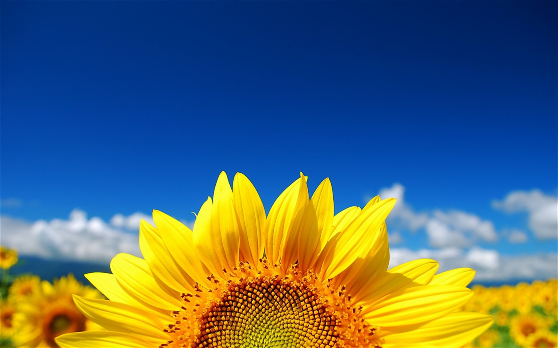 黄色向日葵清新植物高清桌面壁纸图片下载