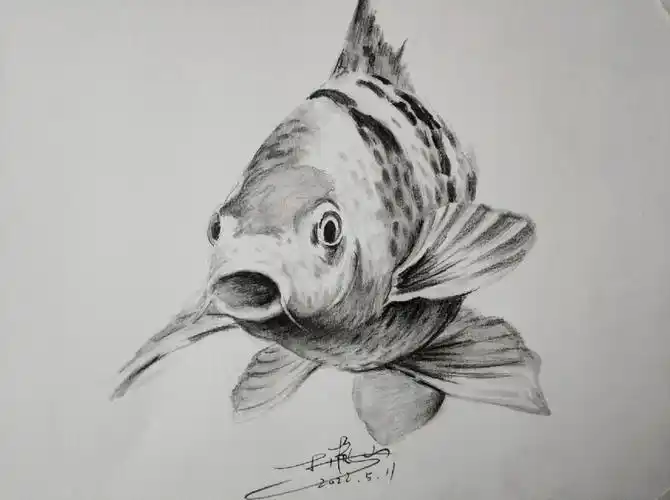 素描  #鱼  #小红书自带滤镜 #不出远门过五一