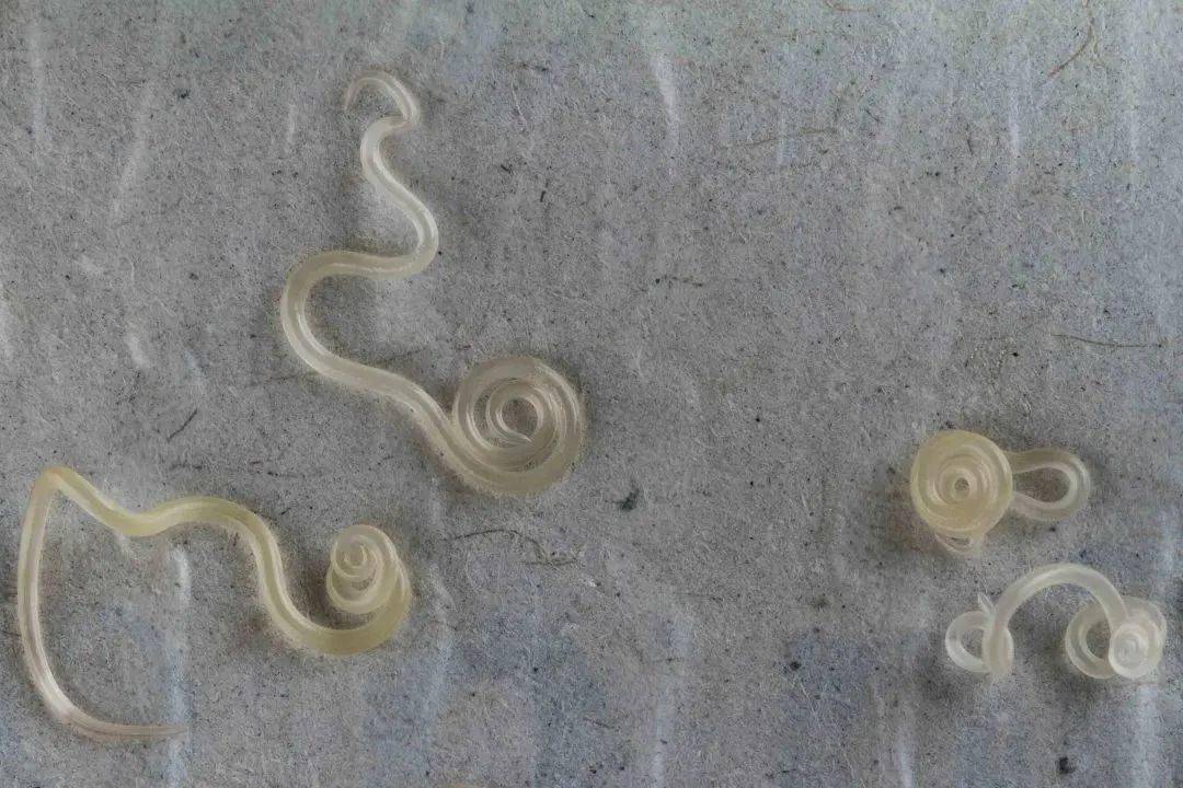 白酒生鲜蘸料能杀死异尖线虫吗