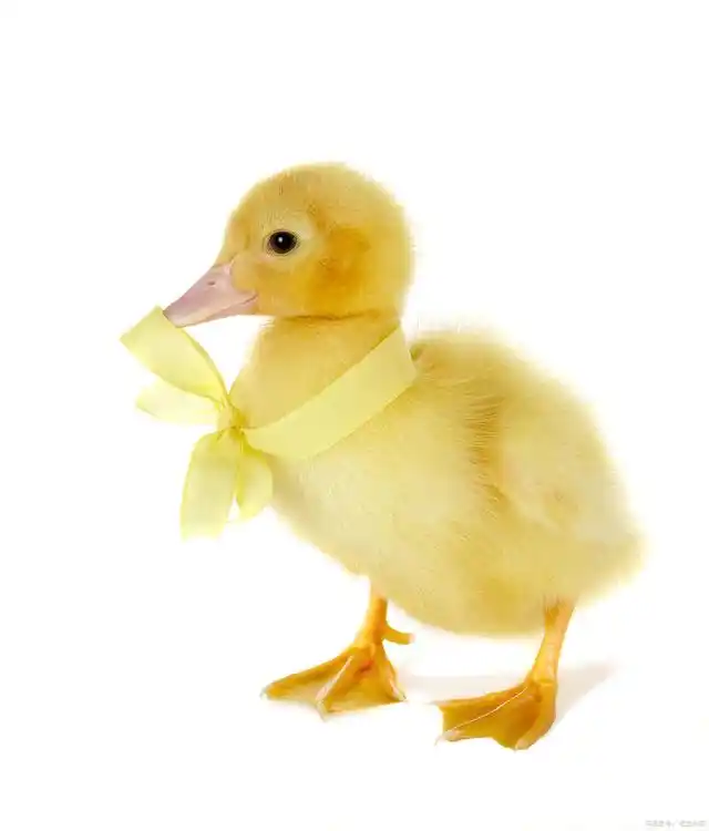 《我可爱的小鸭子》小学作文