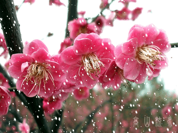 【沙原居士】江城梅花引 慧园寻梅【清茶圈庆傲雪寒梅同题】《十二》