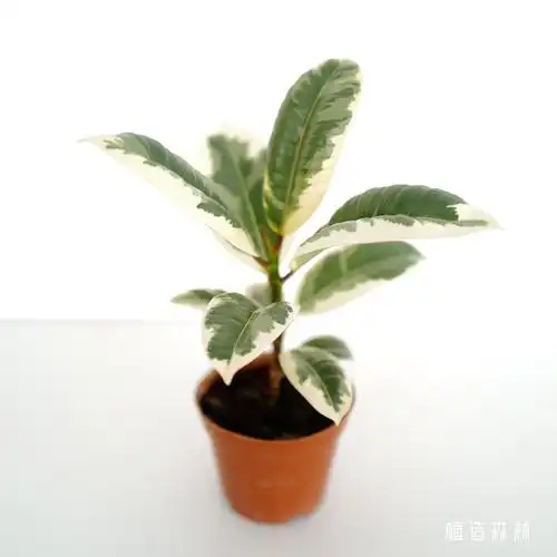 花叶橡皮花刚室内植物尼克绿植盆栽绿植