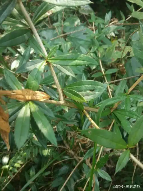 农村常见植物刺黄连,药用价值大,很少人知道