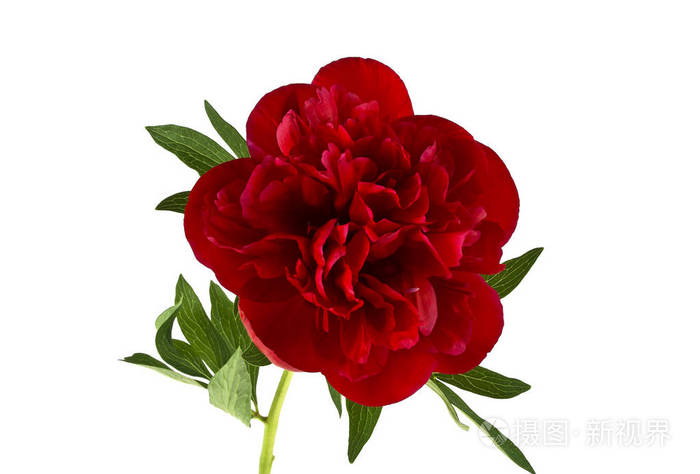 孤立在白色背景上的红色牡丹花