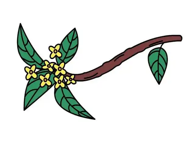 桂花树怎么画简单又好看简笔画 桂花树怎么画简单又好看简笔画图片