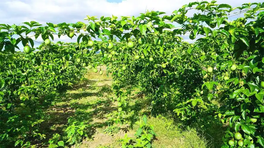 投入,积极推行农村"三变"改革,着力打造300亩"百香果"种植示范基地