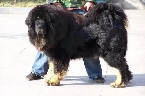 世界上最大藏獒王图世界上最大的藏獒狗 世界上最大一只藏獒2