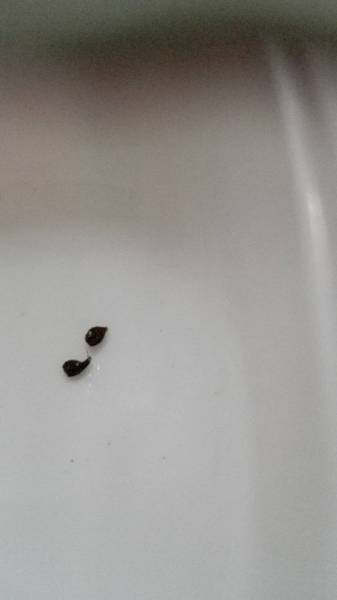 仓鼠的屎是这个样子的吗