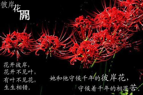 地狱中唯一盛开的花朵,彼岸花到底有何特别之处?