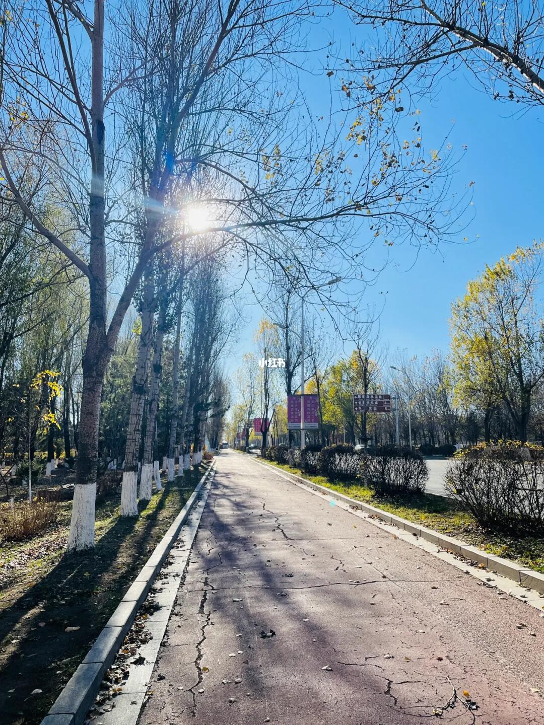 东北的秋天天气不错