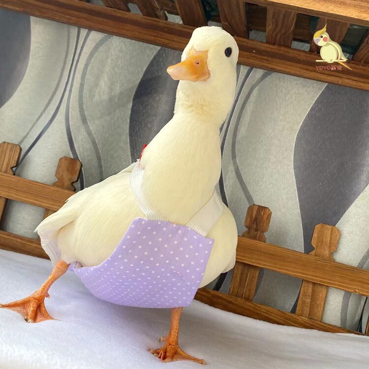 网红萌宠柯尔鸭屎兜文明兜尿不湿衣服可牵引宠物鸭粪兜鹅防水尿片抖音