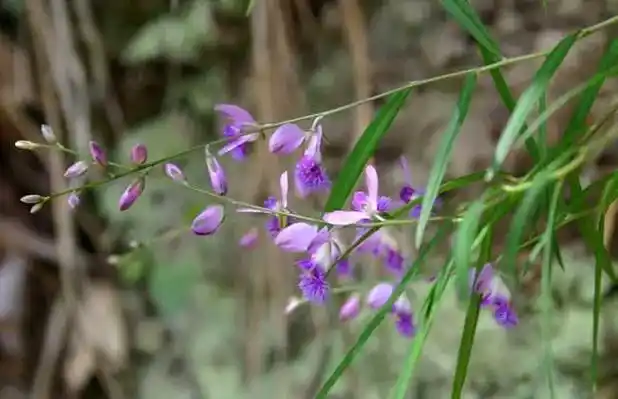 每日识一味养生药材———远志.远志的药性微温,药味辛,苦,归 - 抖音