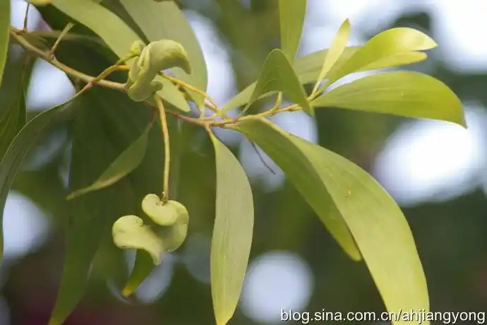 大叶相思图片和介绍