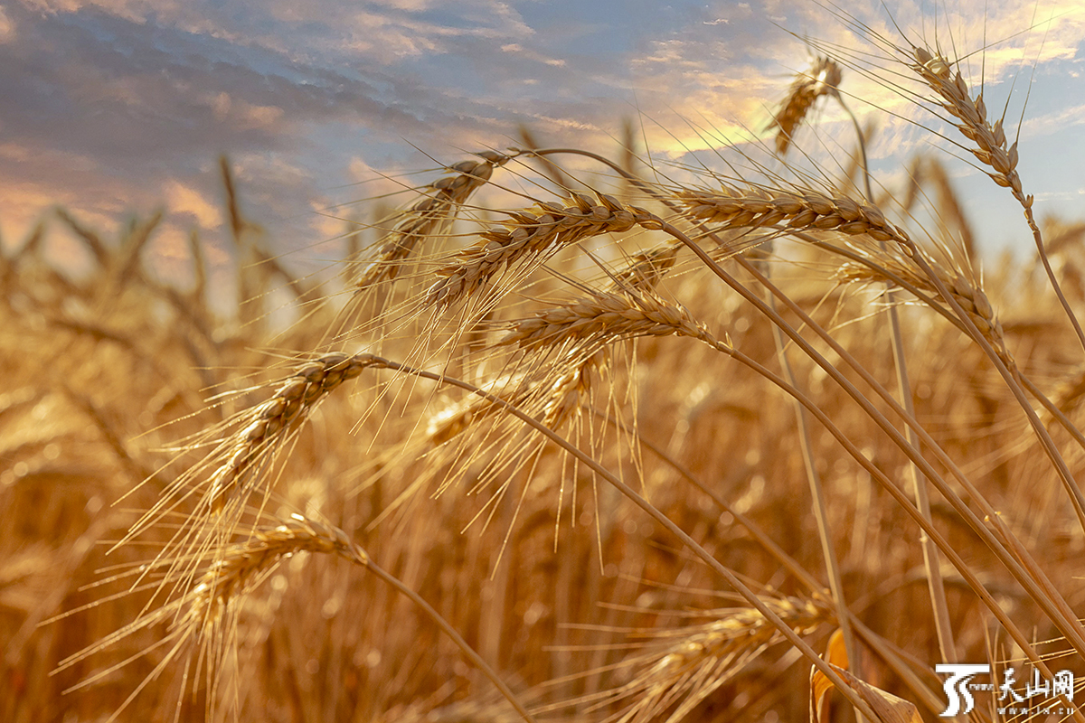 图说新疆金色田野麦浪滚滚