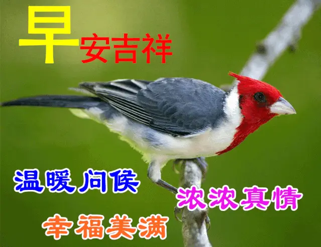 早上好问候美图早安问候语句