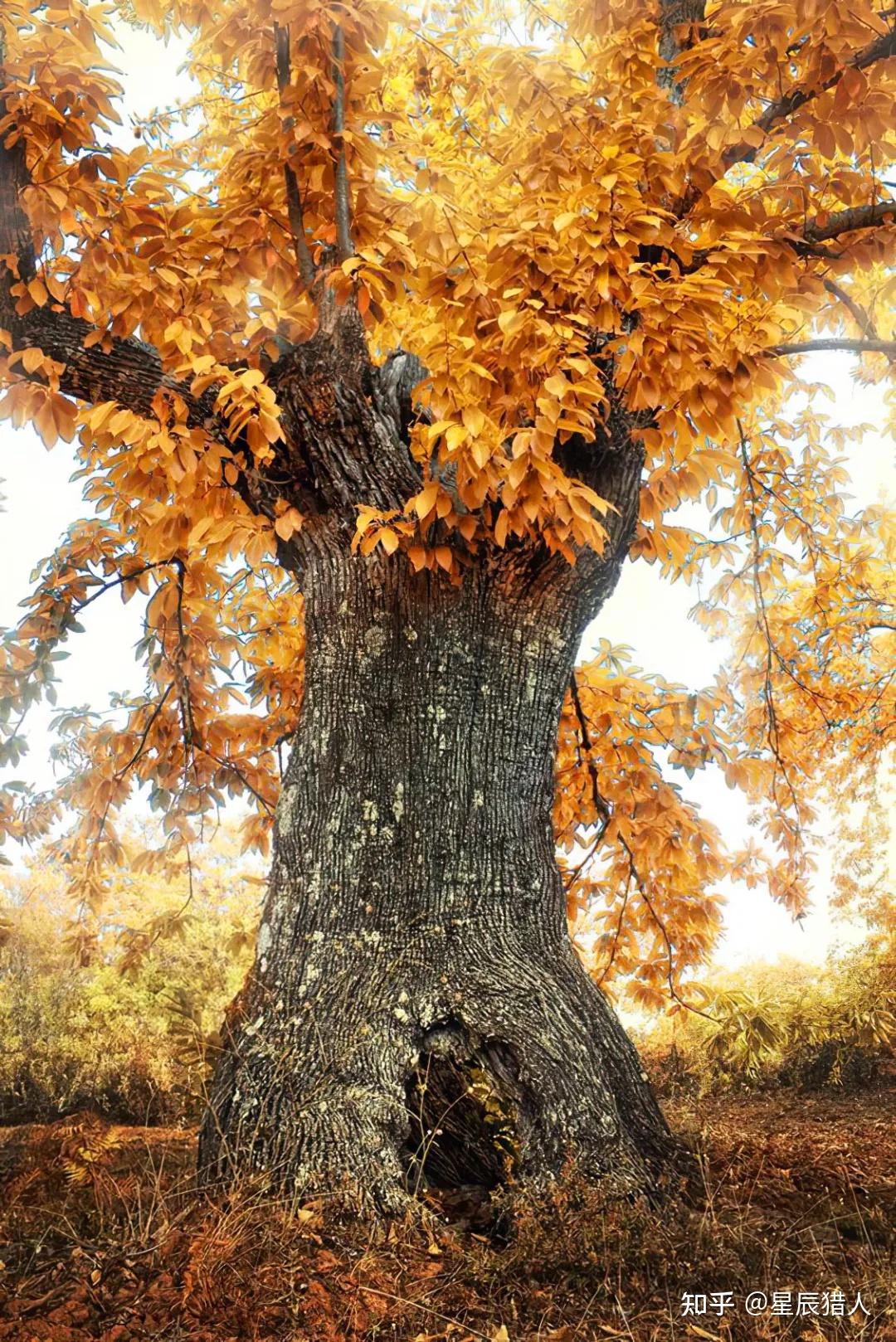 超美高清美图欣赏奇特的大树
