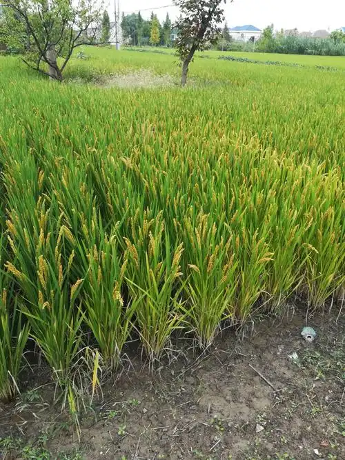 这是一片绿油油的稻田,那一株株成熟的水稻,仿佛大地在进行有节奏的