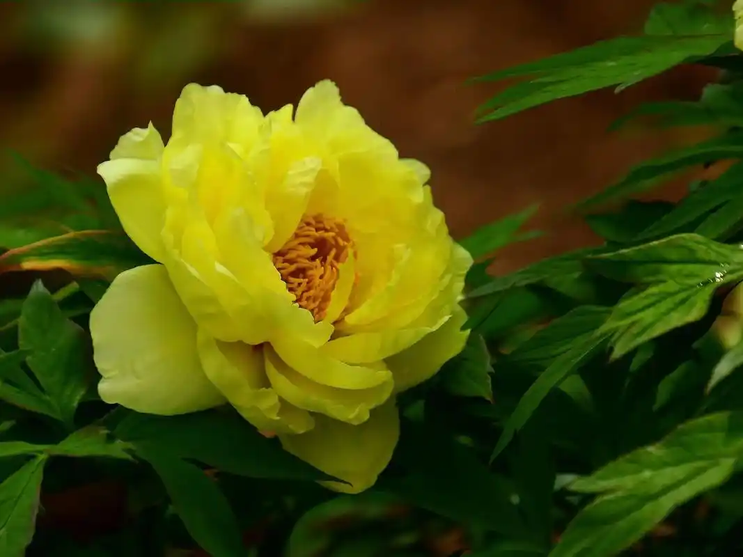 黄牡丹花开.#创作灵感 黄牡丹花的寓意是生命的珍贵,值得期待 - 抖音