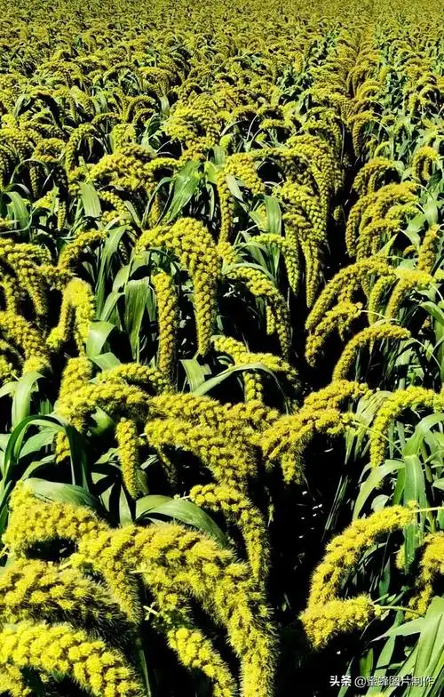 五谷丰登丰收在望,壁纸美图