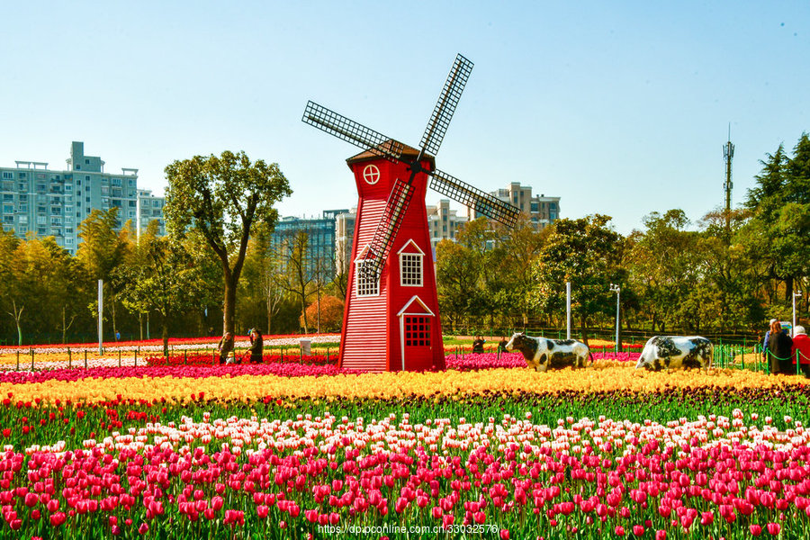 漫地遍植郁金香 ——大宁郁金香公园