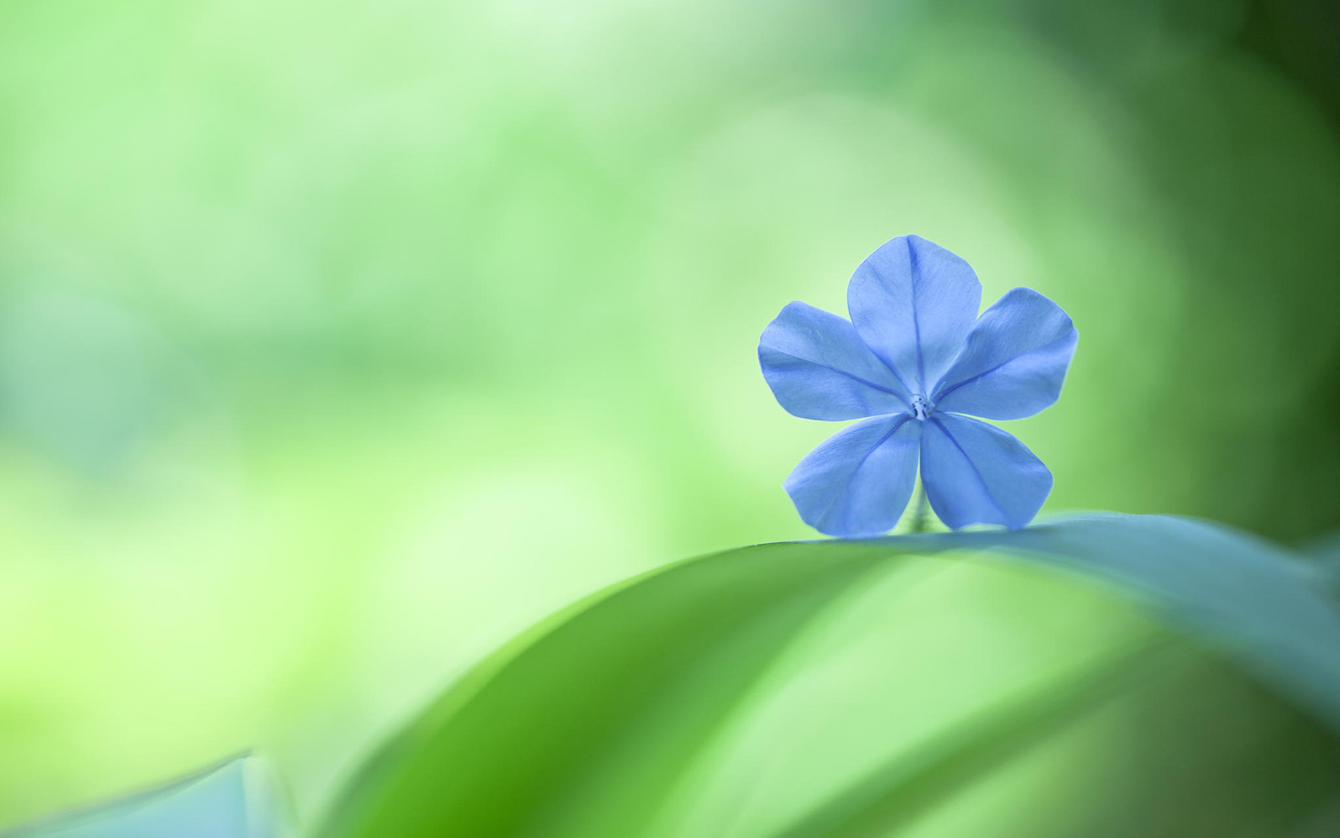 绿色护眼非主流小清新素雅花朵桌面壁纸第一辑