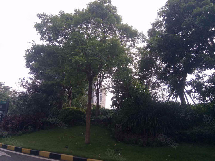 保利碧桂园悦公馆b区三房两厅两卫近学校安静中高楼层