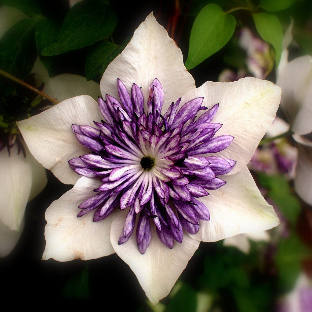 铁线莲常见品种