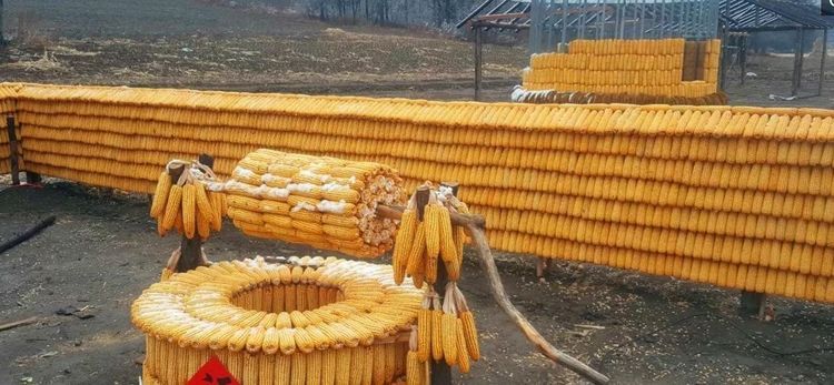 吉林老农用两万斤玉米建了一幢房子