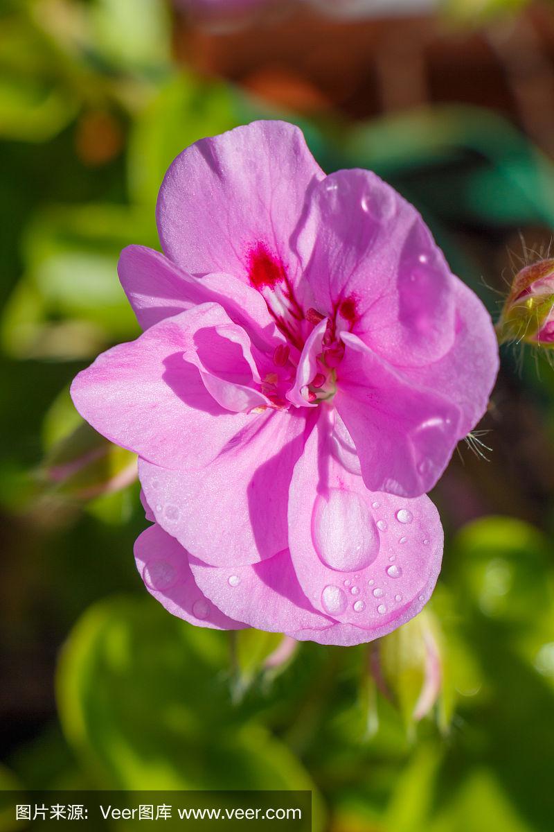 带露珠的粉红色天竺葵花