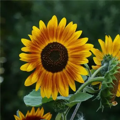 漂亮的向日葵微信头像图片,向日葵特写图片