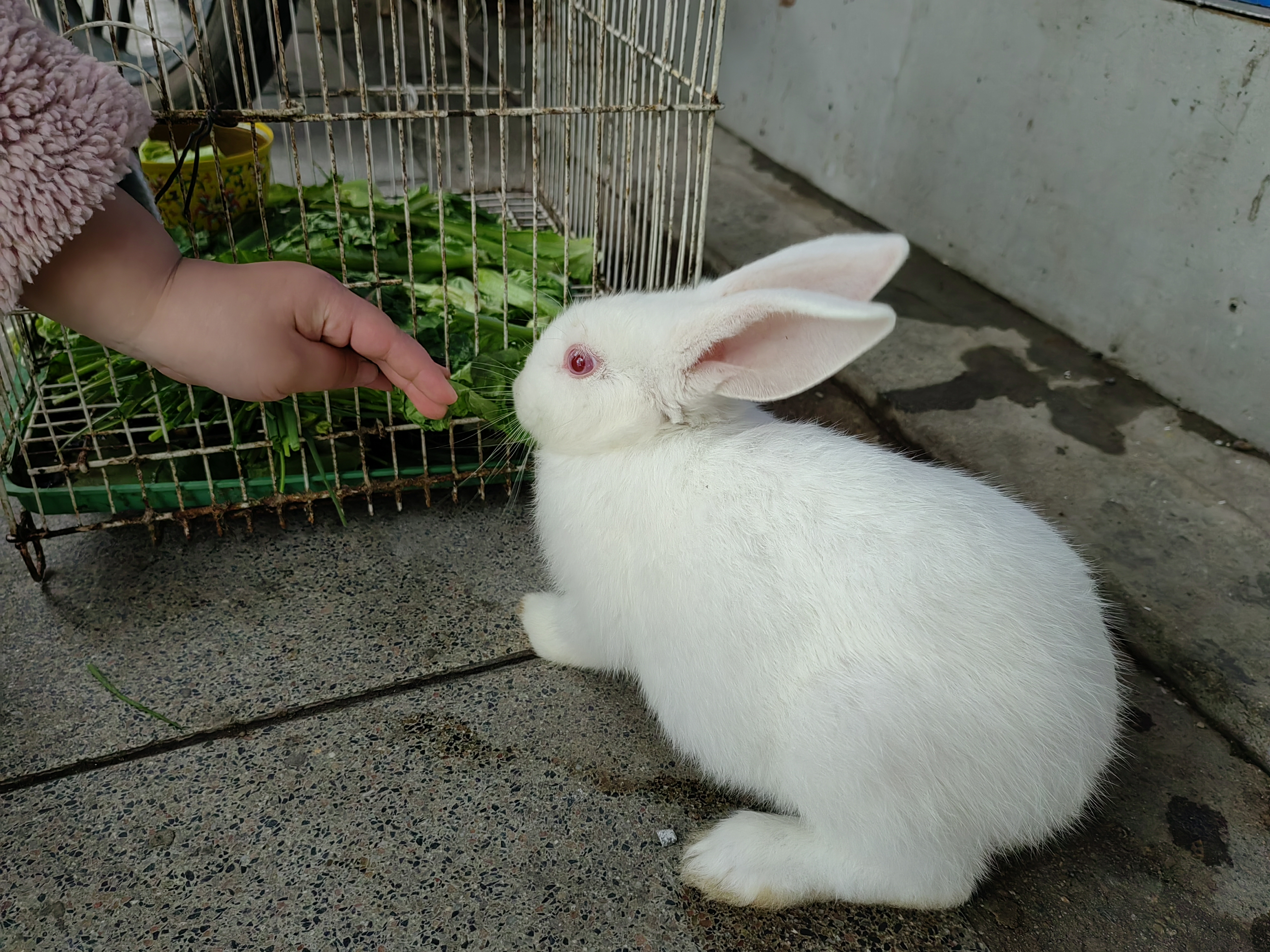 小白兔白又白,两只耳朵竖起来,这只宠物兔也许习惯了笼子里的生活,与