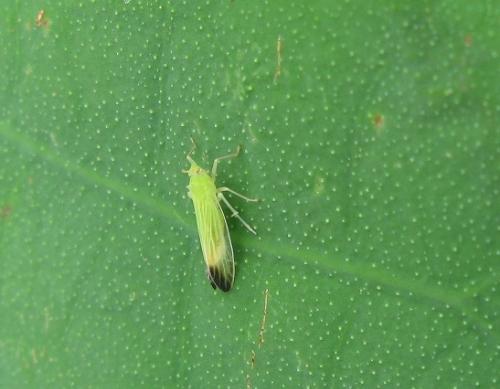 院子里突然有好多小飞虫是怎么回事?