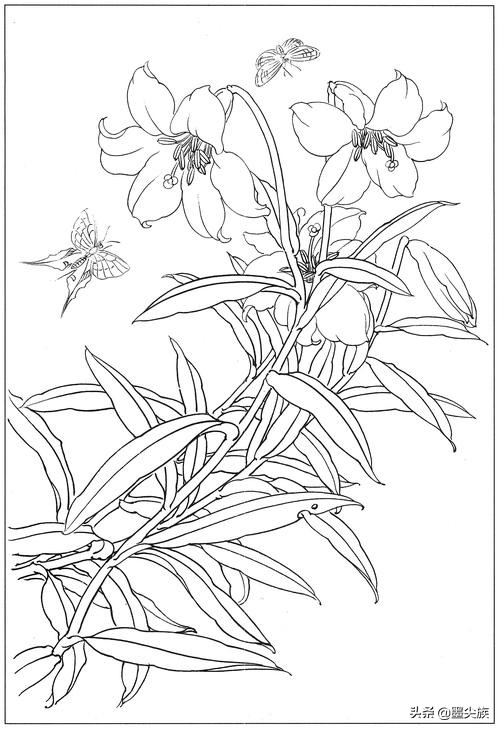 百合高清白描线稿图片下载21幅