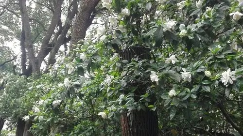 满园满树的栀子花, 散发着醉人的芳香, 将我香醒.