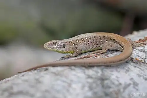 头像_捷蜥蜴_图片大全—全景创意图库(quanjing.