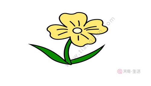 夜来香简笔画 夜来香简笔画怎么画