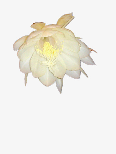 白色的昙花素材免费下载_觅元素